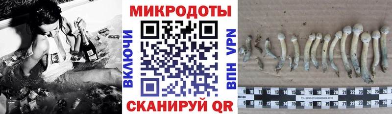 Псилоцибиновые грибы Psilocybe  Минусинск 